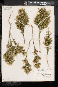 Dendrolycopodium dendroideum image