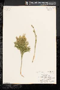 Dendrolycopodium dendroideum image