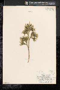 Dendrolycopodium dendroideum image