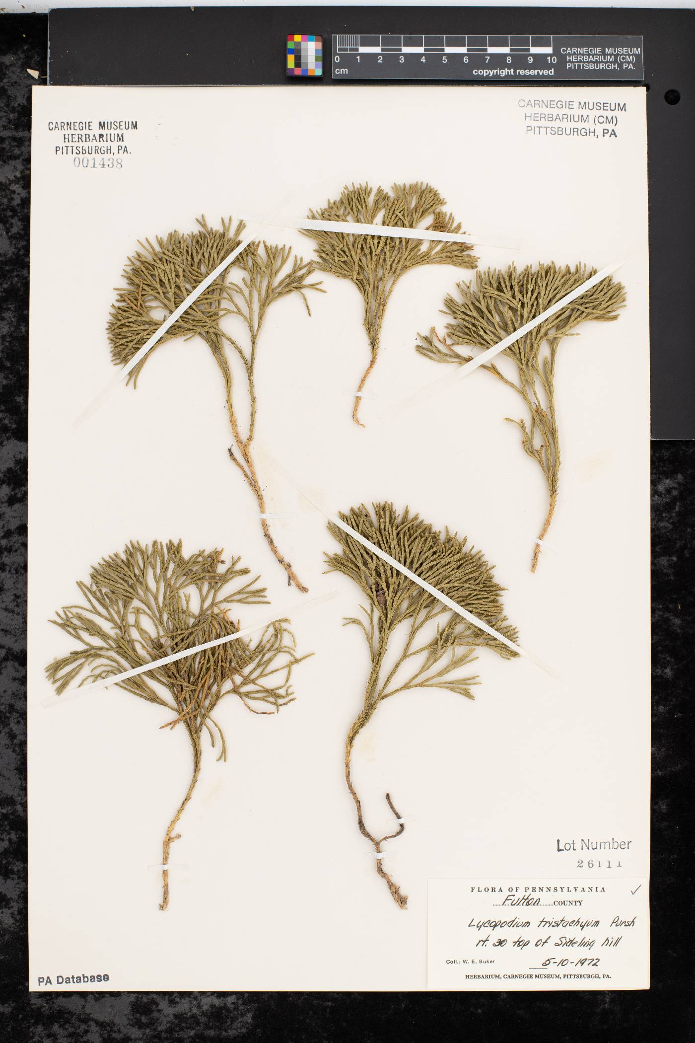Diphasiastrum tristachyum image