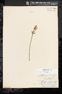 Botrychium matricariifolium image