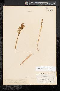 Botrychium matricariifolium image