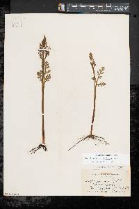 Botrychium matricariifolium image