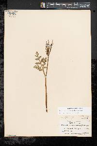 Botrychium matricariifolium image