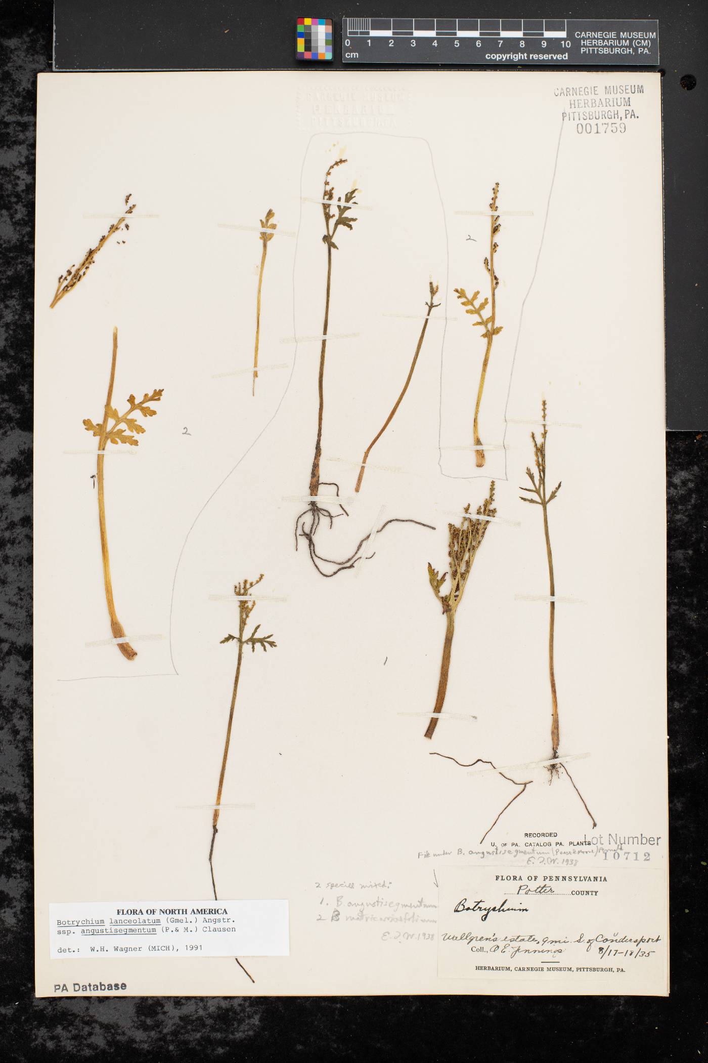 Botrychium lanceolatum var. angustisegmentum image