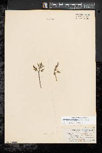 Botrychium lanceolatum var. angustisegmentum image
