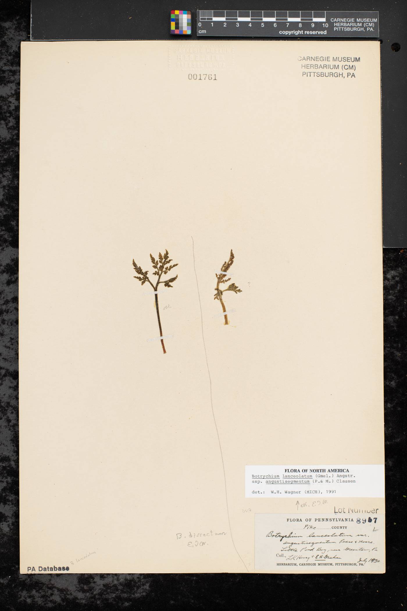 Botrychium lanceolatum var. angustisegmentum image