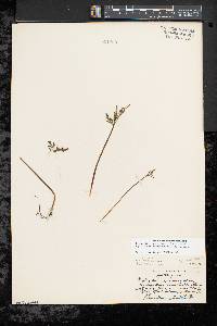 Botrychium lanceolatum image