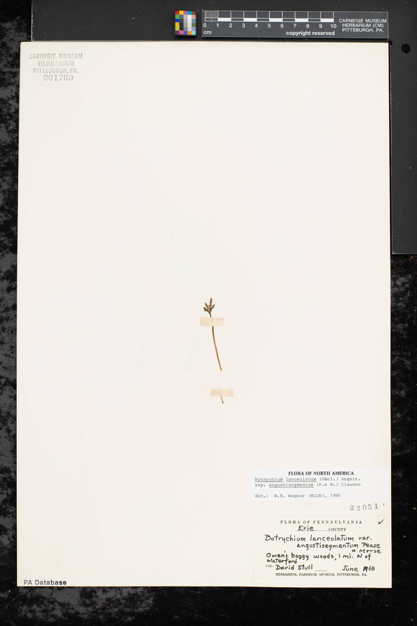Botrychium lanceolatum var. angustisegmentum image