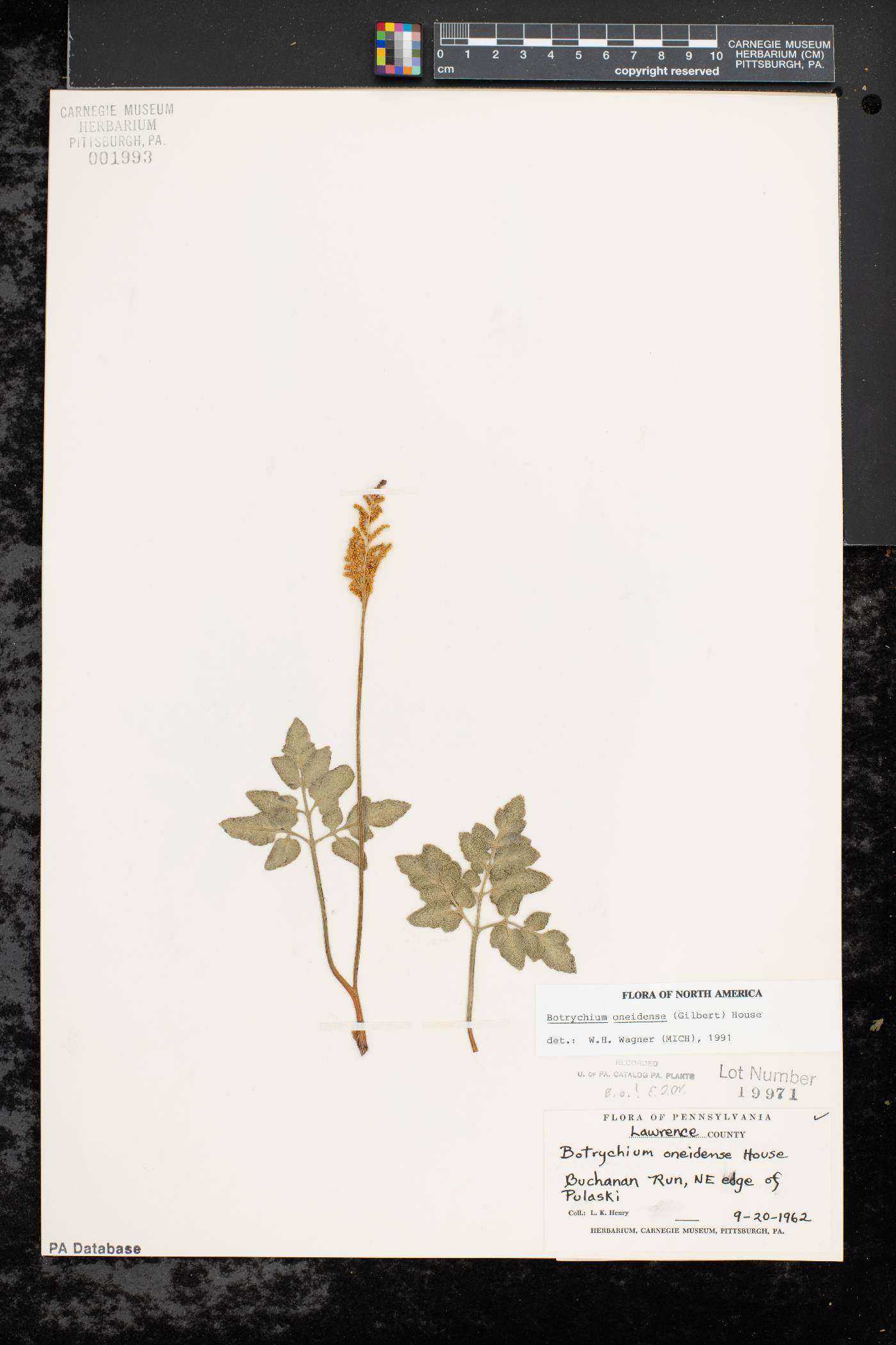 Sceptridium oneidense image