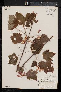 Acer spicatum image