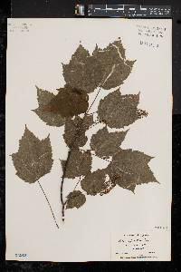 Acer spicatum image