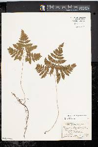 Gymnocarpium dryopteris image