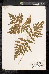 Pteridium aquilinum var. latiusculum image