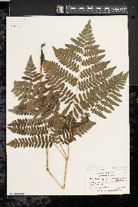 Pteridium aquilinum var. latiusculum image