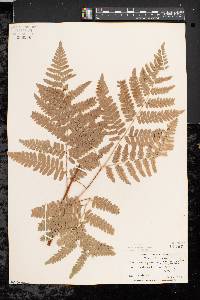 Pteridium aquilinum var. latiusculum image