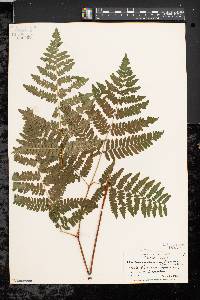 Pteridium aquilinum var. latiusculum image