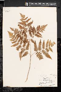 Pteridium aquilinum var. latiusculum image