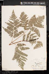 Pteridium aquilinum var. latiusculum image