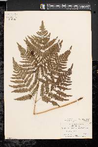 Pteridium aquilinum var. latiusculum image