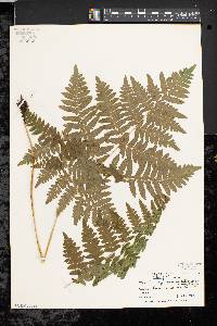 Pteridium aquilinum var. latiusculum image