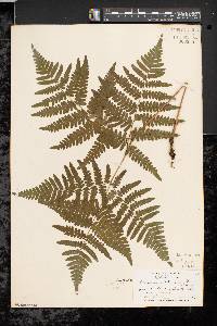 Pteridium aquilinum var. latiusculum image