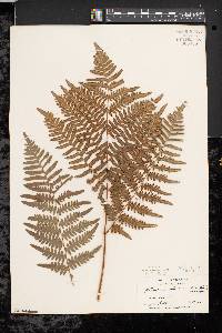 Pteridium aquilinum var. latiusculum image