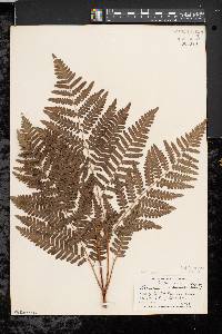 Pteridium aquilinum var. latiusculum image