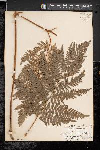 Pteridium aquilinum var. latiusculum image