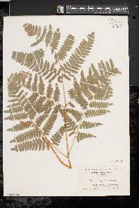 Pteridium aquilinum var. latiusculum image