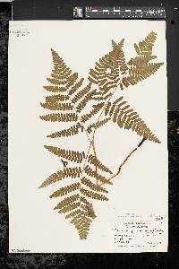 Pteridium aquilinum var. latiusculum image