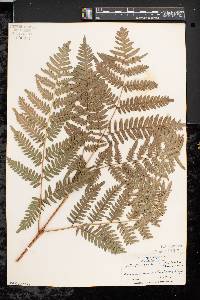 Pteridium aquilinum var. latiusculum image