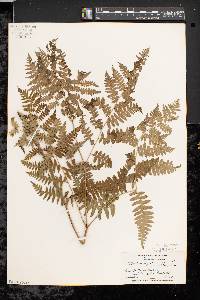 Pteridium aquilinum var. latiusculum image