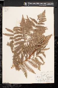 Pteridium aquilinum var. latiusculum image