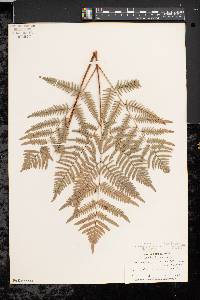 Pteridium aquilinum var. latiusculum image