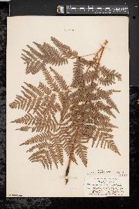 Pteridium aquilinum var. latiusculum image