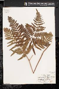 Pteridium aquilinum var. latiusculum image