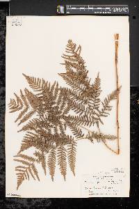 Pteridium aquilinum var. latiusculum image