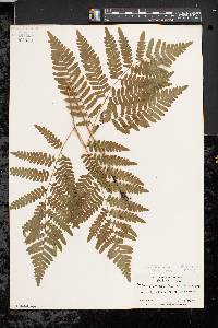 Pteridium aquilinum var. latiusculum image