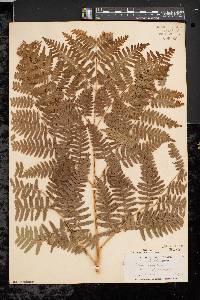 Pteridium aquilinum var. latiusculum image