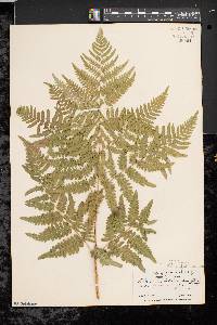 Pteridium aquilinum var. latiusculum image