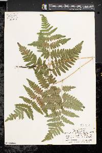 Pteridium aquilinum var. latiusculum image