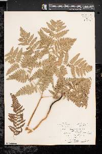 Pteridium aquilinum var. latiusculum image