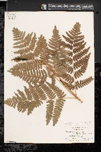 Pteridium aquilinum var. latiusculum image