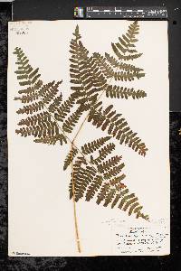 Pteridium aquilinum var. latiusculum image