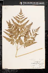 Pteridium aquilinum var. latiusculum image