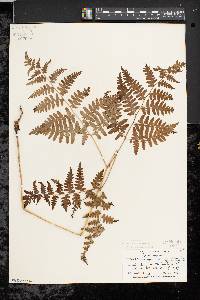 Pteridium aquilinum var. latiusculum image