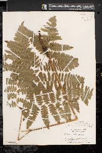 Pteridium aquilinum var. latiusculum image