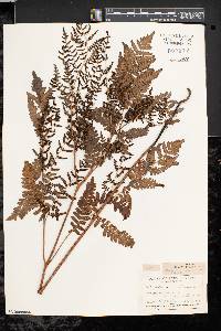 Pteridium aquilinum var. latiusculum image