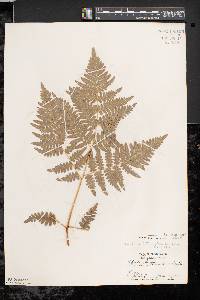 Pteridium aquilinum var. latiusculum image